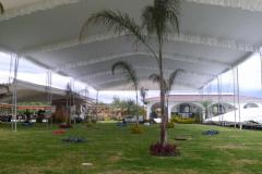 carpas-toluca-02851